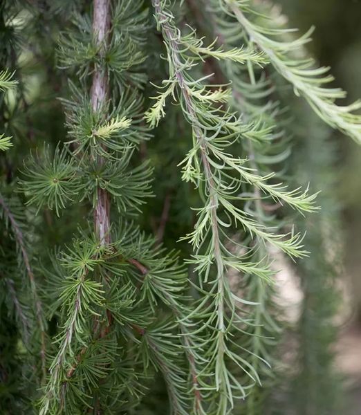 Larix kaempferi 'Stiff Weeper'